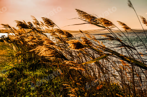 Preview: Beautiful shot of tall grass near the coast of the sea