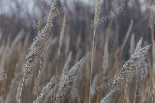 Preview: Dry grass natural background. Autumn nature. Sunset in the field.