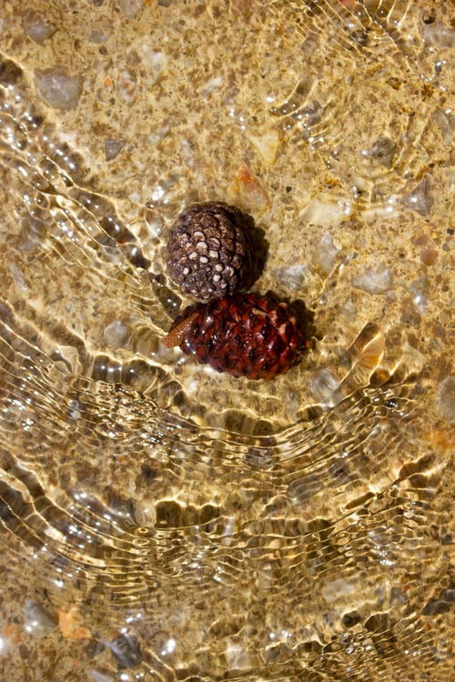 Preview: pine cones in a flowing stream