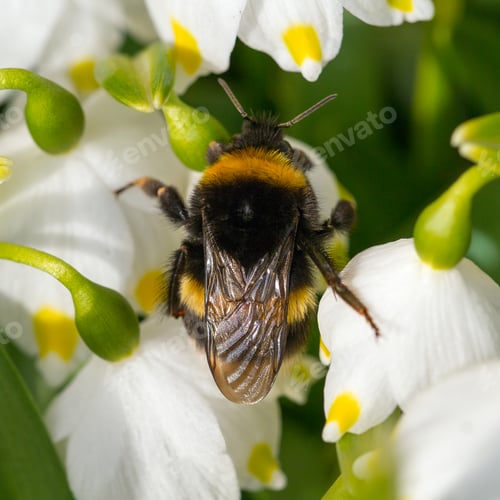 Preview: Close up Bumble bee sleeping on a flower