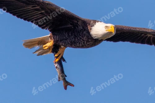 Bald Eagle Flying with a Freshly Caught Fish