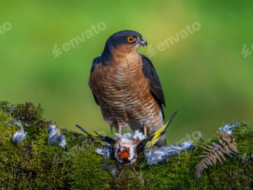 Preview: Eurasian sparrowhawk (Accipiter nisus) with its prey