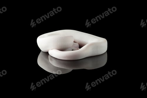 Preview: White snake ball royal python isolated on black background
