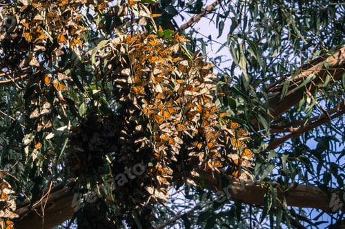 Preview: Large Monarch butterfly cluster