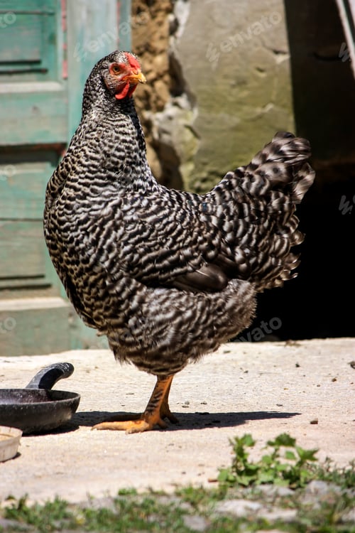 Preview: Gray chicken hen looking at camera