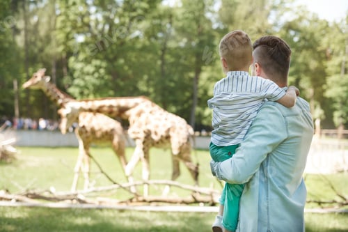 Preview: Looking on family of giraffes at the zoo