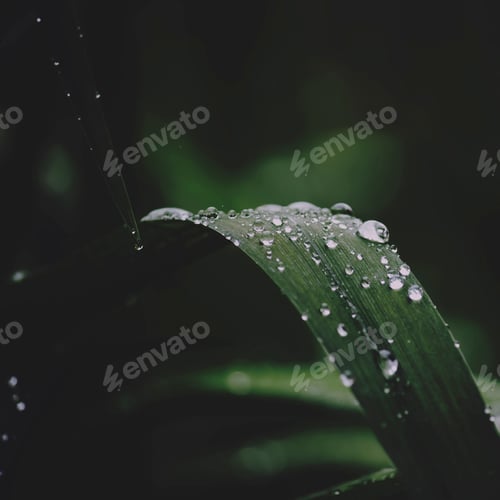 Preview: dew drops on leaves
