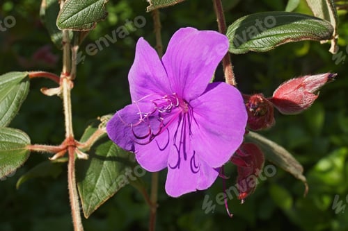 Preview: Glory Bush (Tibouchina Urvilleana). Known As Lasiandra, Princess Flower, Pleroma And Purple Glory