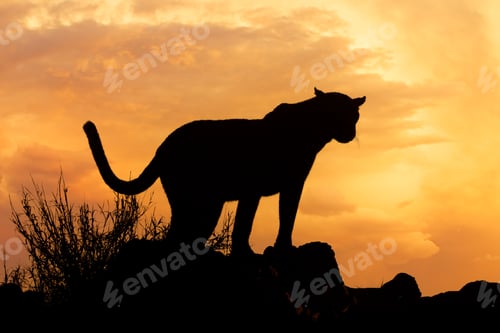 Vista previa: Leopard silhouetted against orange sky