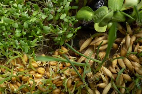 Preview: Sprouted microgreens of wheat, oats, alfalfa and sunflower. Superfood is grown at home