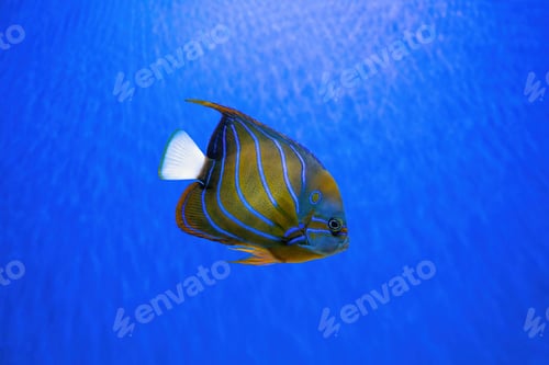 Preview: Beautiful Fish, Bluering Angelfish, Pomacanthus Annularis In Blue Aquarium Water.