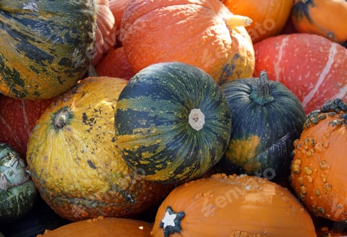 Preview: Closeup shot of pumpkins on the ground