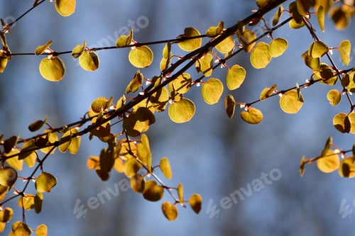 Preview: Branches with Illuminated Spring Leaves