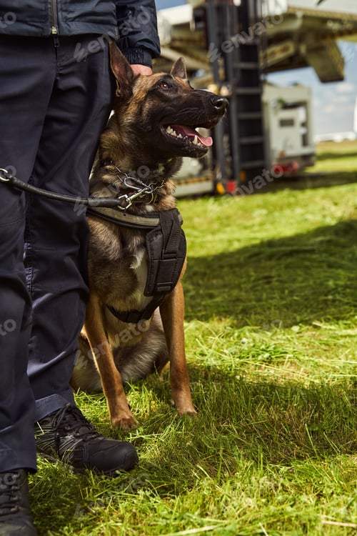 Preview: Security police dog on duty with officer at airfield
