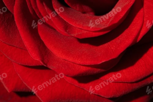 Preview: Macro red rose photo