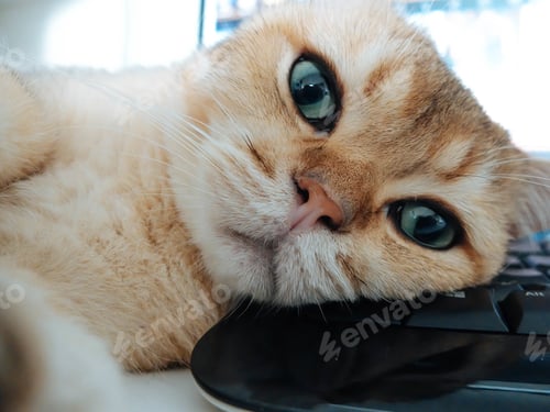 Preview: Adorable Cat Resting Head on Keyboard Close-up