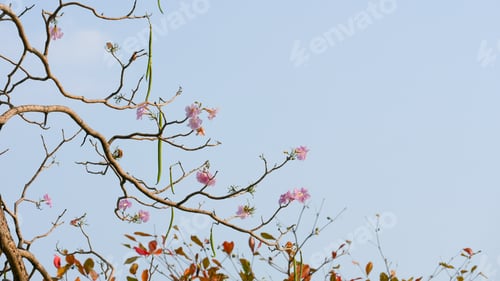 Preview: Pink blossom in blue sky