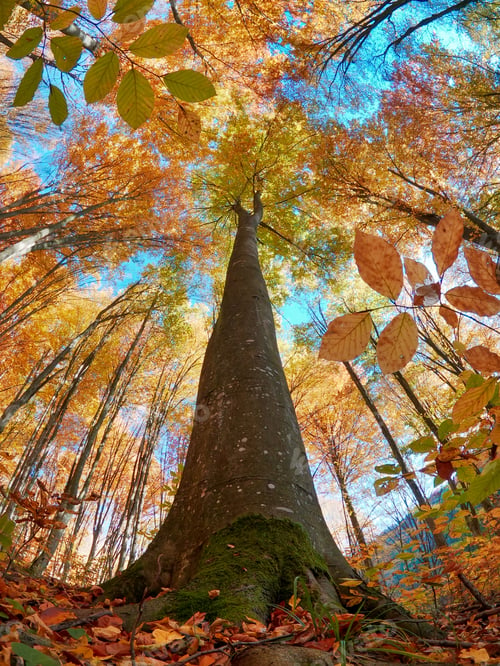Preview: Vertical fisheye low angle shot of a tall skinny tree in a forest during autumn with colorful leaves