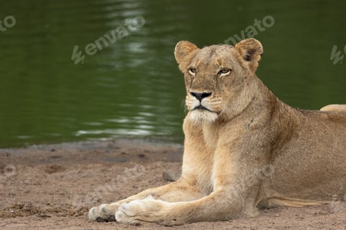 Vista previa: A lioness, Panthera leo, lying next to a dam.