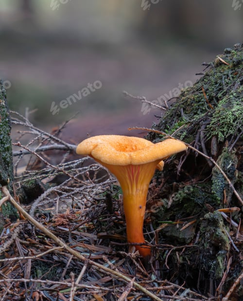 Preview: Hygrophoropsis aurantiaca, the false chanterelle