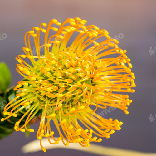 Preview: Leucospermum nutans High Gold