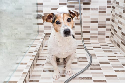 Preview: Wet puppy dog jack russell with foam on head in shower. Washing dog against fleas and parasites