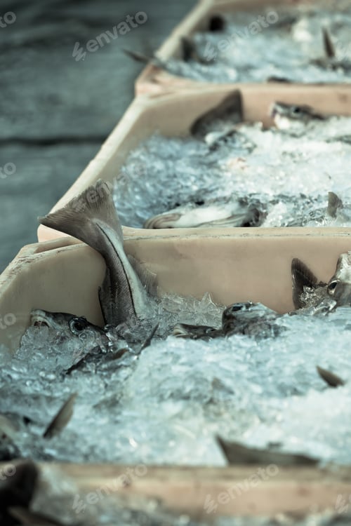 Preview: Catch of the day - Fresh Fish in Shipping Containers