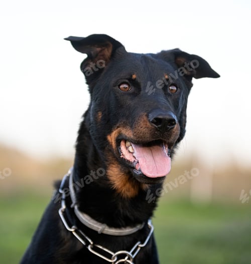 Preview: training of french shepherd