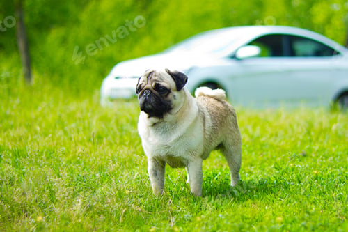 Preview: Pug walking green forest. Pug, portrait. Pug dog playing outdoors. Portrait of beautiful male Pug