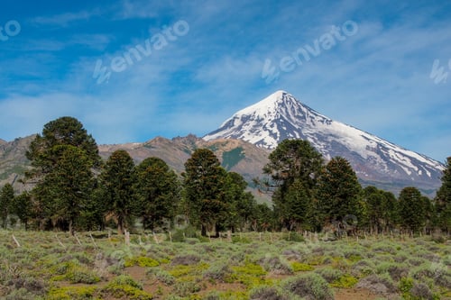 Preview: view of Lanin volcano with Araucaria trees