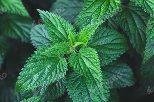 Preview: Growing common nettle bush outdoors. Urtica dioica. Stinging nettles plant. Herbal medicine concept.