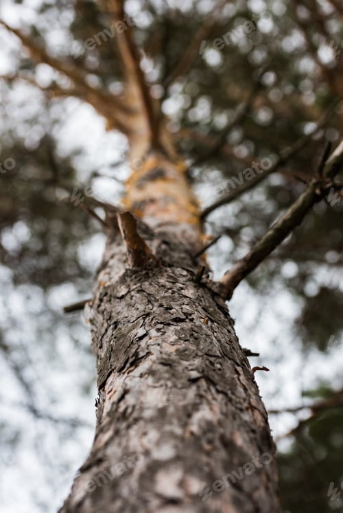 Preview: bottom view of beautiful pine tree
