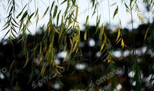 Preview: Weeping willow leaves with sunlight