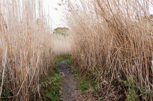 Preview: A path through tall reeds, vegetation.