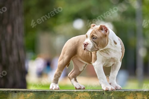Preview: Beautiful puppy American bull in the park, copy space.