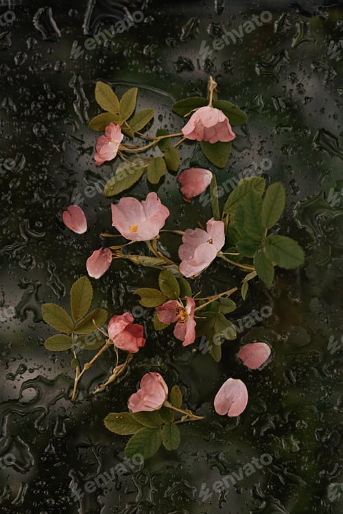 Preview: Composition with pink rosehip flowers on glass with water drops, dark background