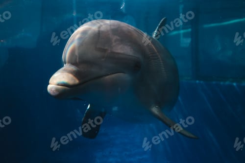 Preview: Adorable big aquarium dolphin swimming in blue water