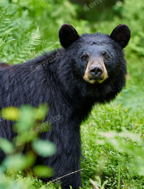 Preview: Vertical shot of an American black bear standing among green plants in the forest during daytime