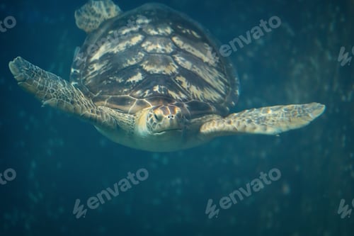 Preview: Green Sea Turtle (Chelonia mydas) underwater