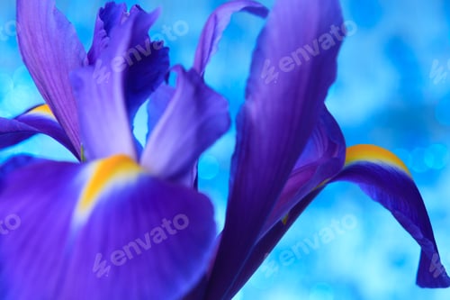 Preview: Beautiful blue iris flowers background