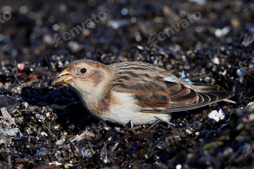 Preview: Snow bunting (Plectrophenax nivalis)