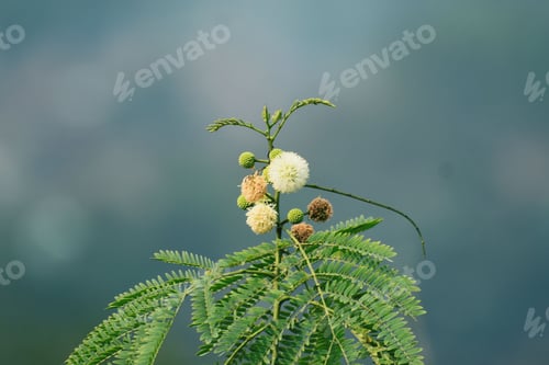 Preview: Flowering plant with white spherical flowers