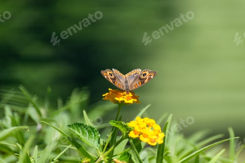 Preview: Butterfly Sipping Nectar from Vibrant Yellow Flower
