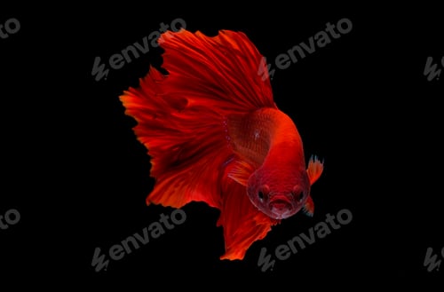 Preview: Red betta fish, Siamese fighting fish was isolated on black background.