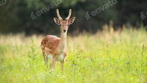 Preview: Immature fallow deer stag standing on meadow in summer