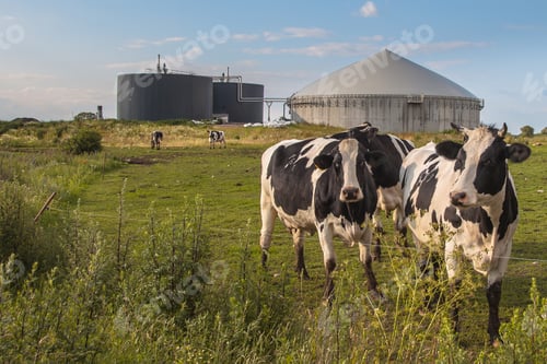 Preview: Biogas plant with Cows