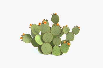Preview: Flowering Prickly Pear Cactus Pad Cluster