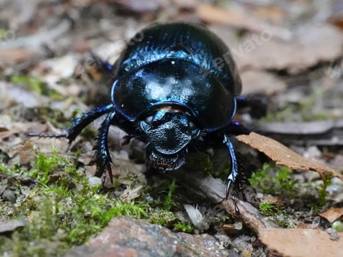 Preview: Dor Beetle (Geotrupes stercorarius)