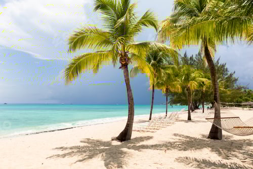 Preview: A white sand beach, turquoise sea and palm trees.