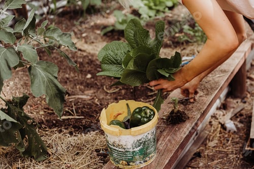 Preview: Collecting vegetables from the veggie patch